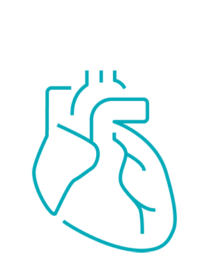 Graphic depiction of a human heart